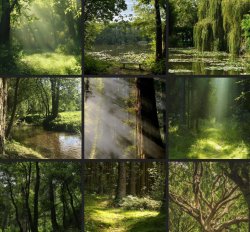 international day of forests Meme Template
