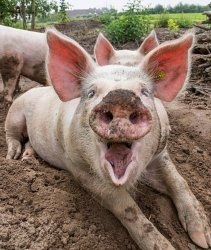 Pig Meme Template