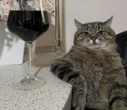 wine cat relaxing Meme Template
