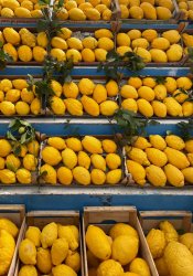 Lemons. Meme Template