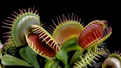 Venus flytrap Meme Template