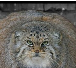 pallas cat unamused Meme Template