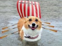 CORGO SHIP Meme Template