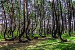Trees Meme Template