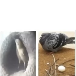 Birds Meme Template