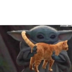 Orange cat Meme Template
