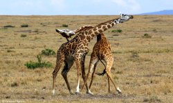 giraffe fight Meme Template