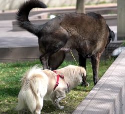 Piss with the Big Dogs Meme Template