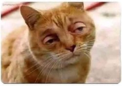 buscemi cat slack Meme Template