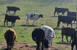 Cows. Meme Template