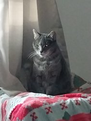 "Cat's Inner Demon" Meme Template