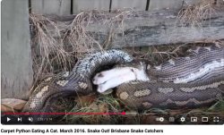 snake ate cat Meme Template