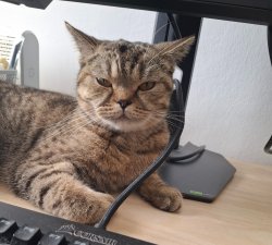 funny cat Meme Template