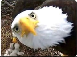 Eagle oh yea Meme Template