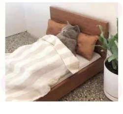 Sleeping cat in bed Meme Template