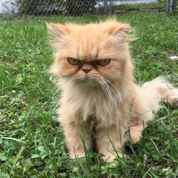 mad cat Meme Template