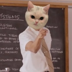 Cat teacher Meme Template