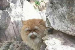 Wise old cat Meme Template