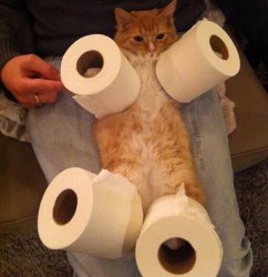 Toilet Roll cat Meme Template