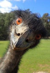 Emu funny Meme Template