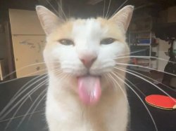 silly cat Meme Template