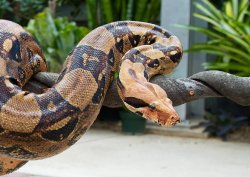 Boa Constrictor Meme Template
