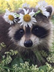 cute raccoon Meme Template