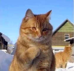 I feel you right here in my meow meow Meme Template
