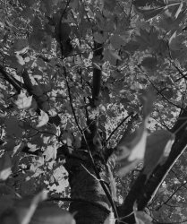 Tree. Meme Template