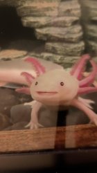 Hyped to the Gills Meme Template