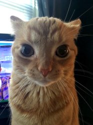 At attention cat Meme Template