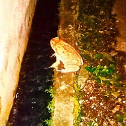 Frog Meme Template