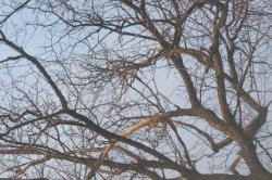 15/03/25 Shot on Cannon PowerShot A630. last day with snow. Meme Template