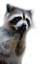 raccoon Meme Template
