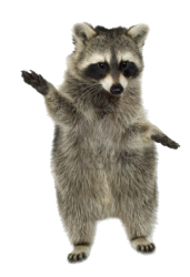 raccoon Meme Template