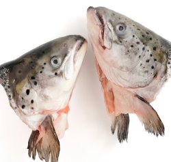 Fish heads Meme Template