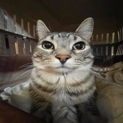 cat Meme Template