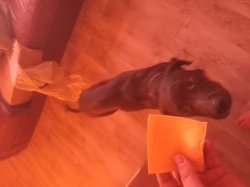 Father I require the cheese Meme Template