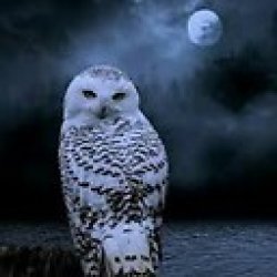 Owl Meme Template