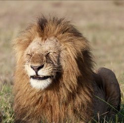 Lying Lion Meme Template