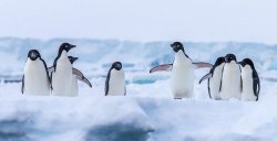 penguin herd Meme Template