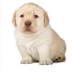Puppy Meme Template
