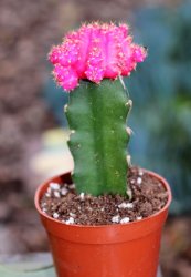 pink cactus Meme Template