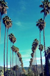 Palm trees Meme Template