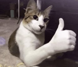 ok cat Meme Template