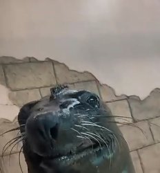 Bob the Sea Lion Meme Template