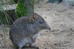 long-nosed potoroo Meme Template