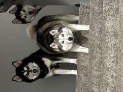 Got treats Meme Template