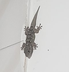 Lizard Meme Template