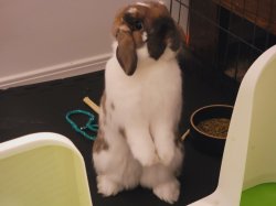 Funny bunny Meme Template